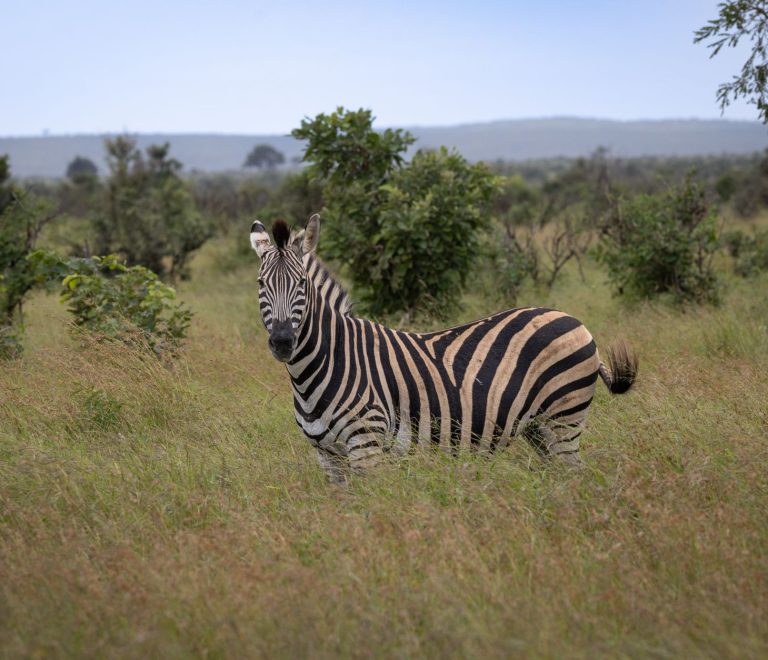 Masai Mara Safari What Happens in Rain: What to Expect -- Photo by Magda Ehlers on Pexels