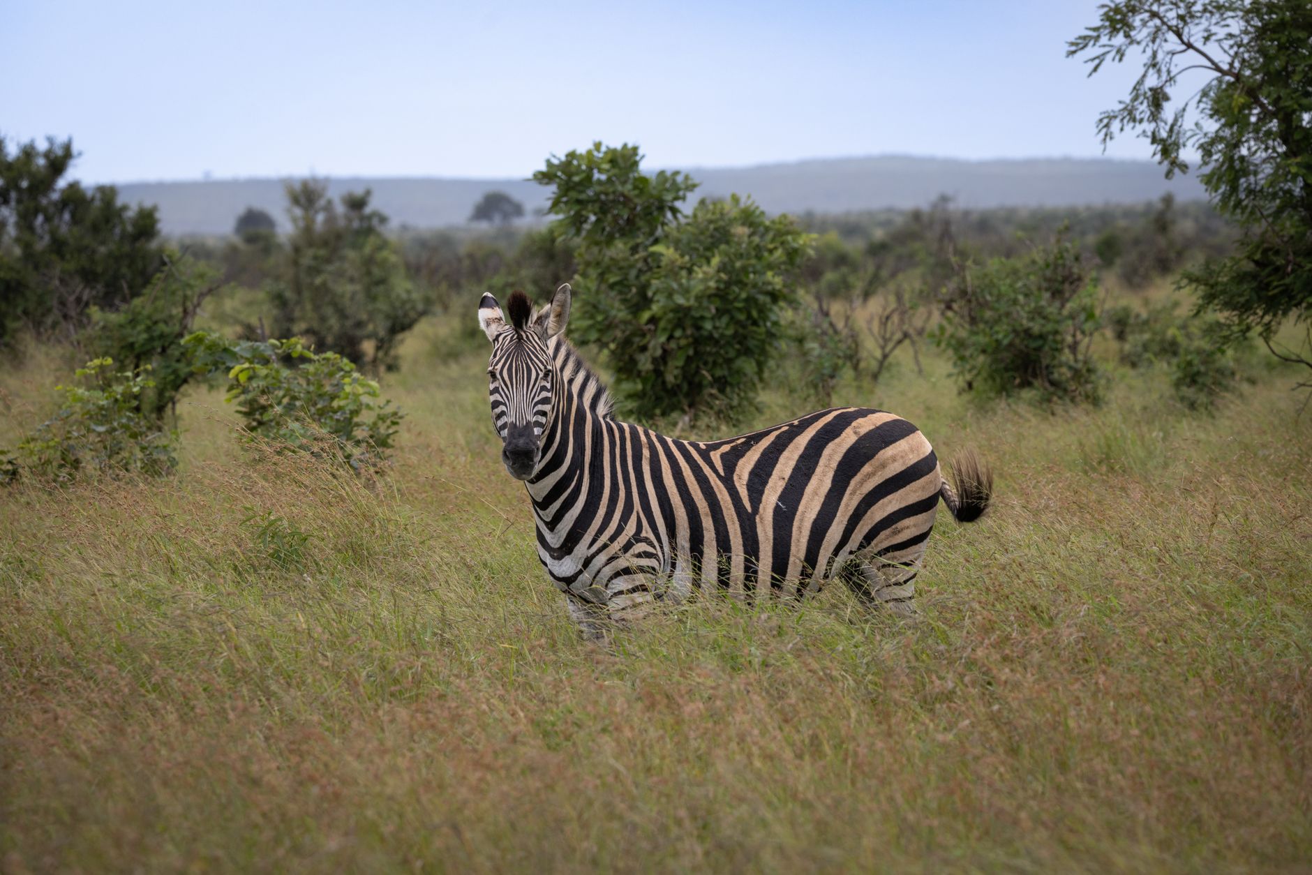 Masai Mara Safari What Happens in Rain: What to Expect -- Photo by Magda Ehlers on Pexels