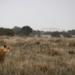 Tsavo versus Laikipia Safari: Which One Fits You? -- Photo by Vishva Patel on Pexels