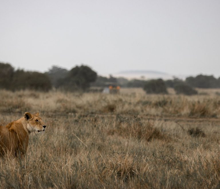 Tsavo versus Laikipia Safari: Which One Fits You? -- Photo by Vishva Patel on Pexels