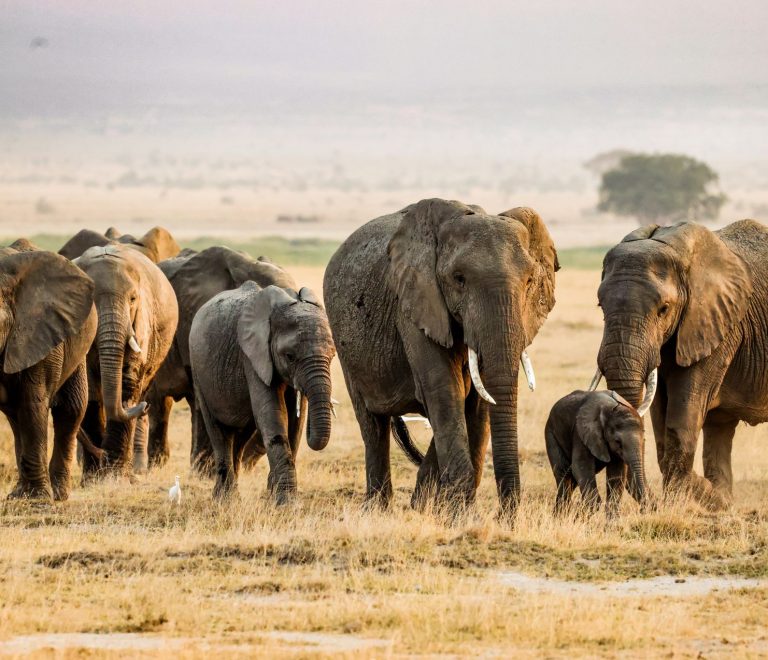 How Much Does a Safari to Amboseli Really Cost? (2026) -- Photo by Fali Poncha on Pexels