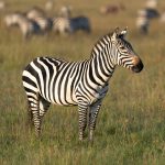 Kosher Safari Guide for Hebrew Speakers: Kenya 2026 -- Photo by Hugo Sykes on Pexels