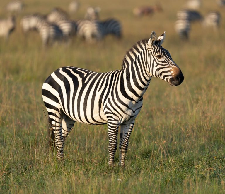 Kosher Safari Guide for Hebrew Speakers: Kenya 2026 -- Photo by Hugo Sykes on Pexels