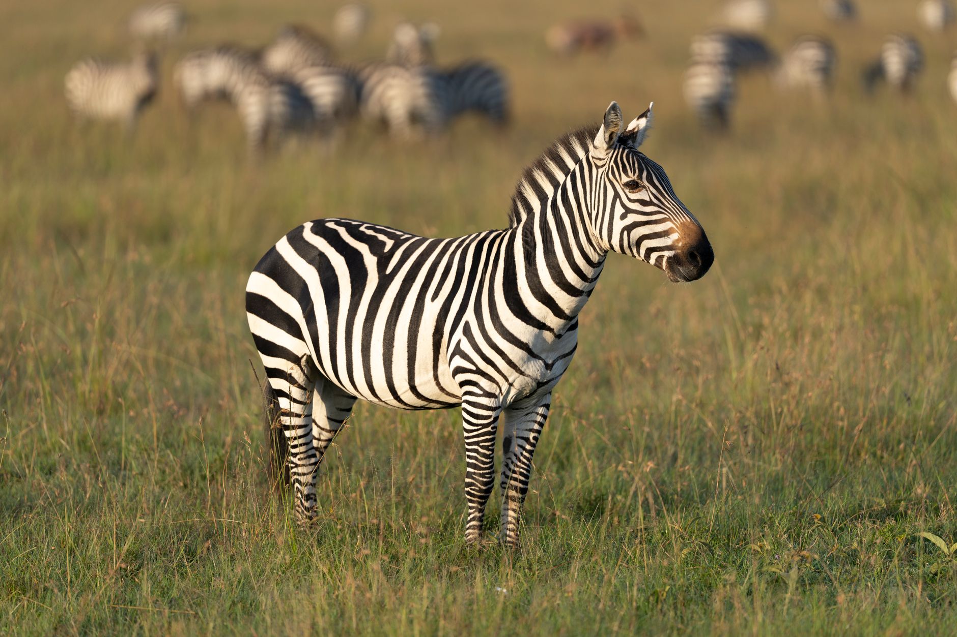 Kosher Safari Guide for Hebrew Speakers: Kenya 2026 -- Photo by Hugo Sykes on Pexels