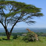 Kenya Safari Guide for Telugu Speakers: Costs, Guides, Tips -- Photo by Mary Rose Relente on Pexels