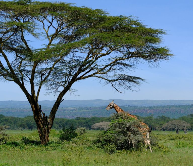 Kenya Safari Guide for Telugu Speakers: Costs, Guides, Tips -- Photo by Mary Rose Relente on Pexels