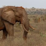 Samburu Safari What If River Crossing Closes: What to Do -- Photo by Vishva Patel on Pexels