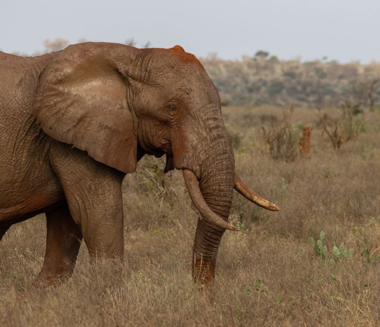 Samburu Safari What If River Crossing Closes: What to Do -- Photo by Vishva Patel on Pexels