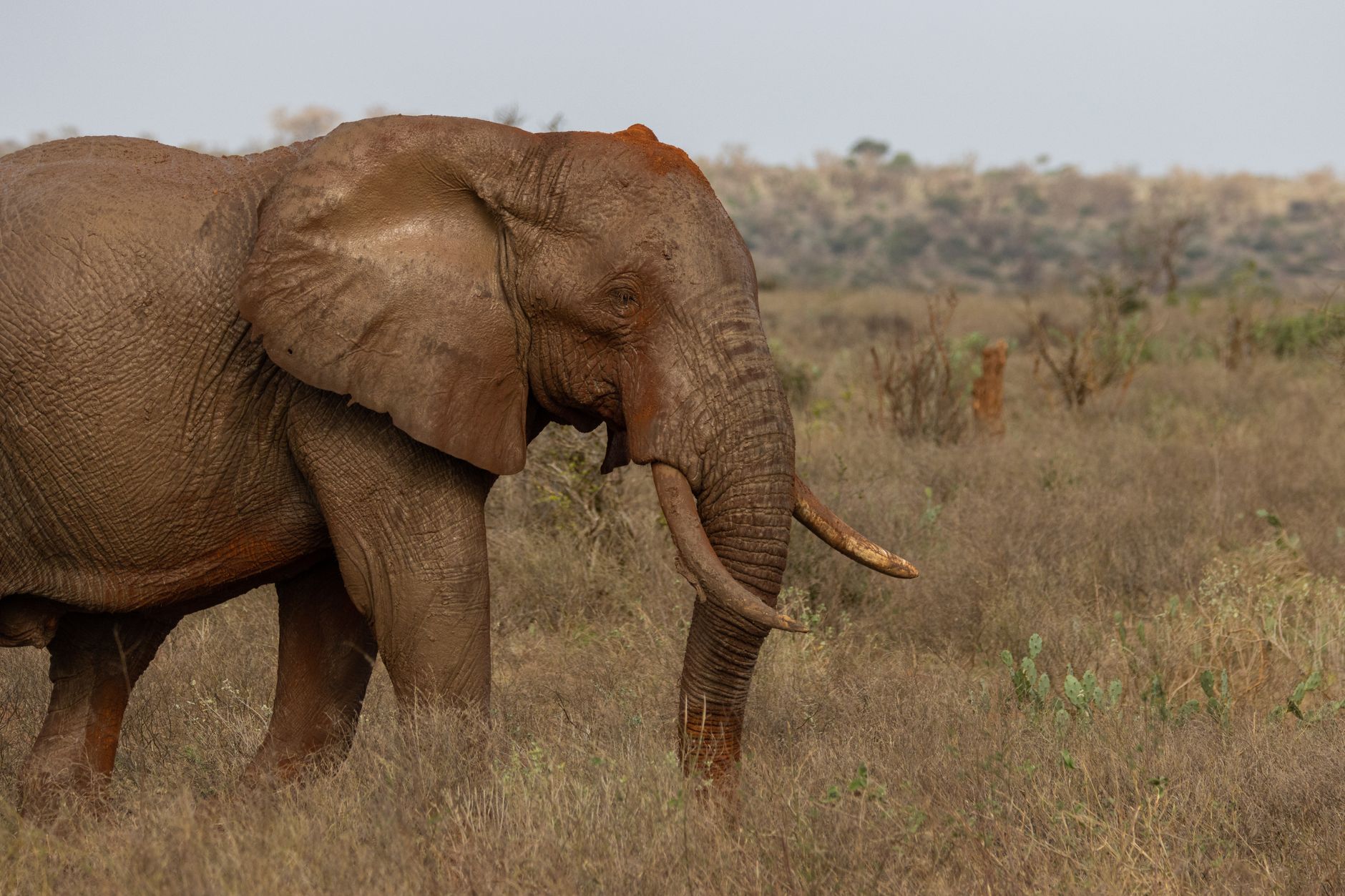 Samburu Safari What If River Crossing Closes: What to Do -- Photo by Vishva Patel on Pexels