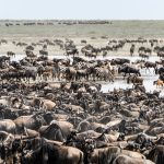 Best Time for the Great Migration in Kenya: Expert Guide -- Photo by Hugo Sykes on Pexels