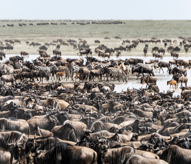 Best Time for the Great Migration in Kenya: Expert Guide -- Photo by Hugo Sykes on Pexels