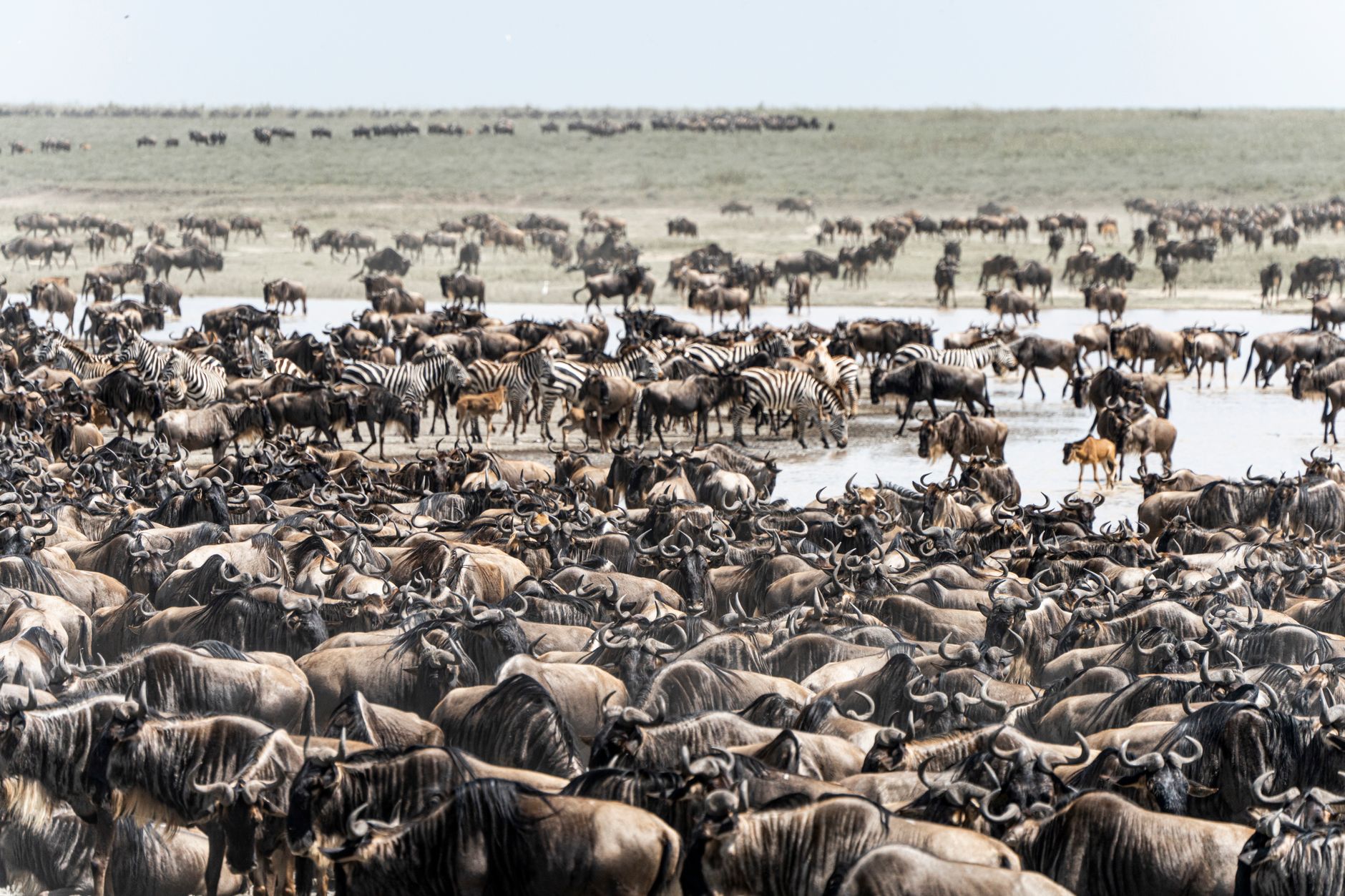 Best Time for the Great Migration in Kenya: Expert Guide -- Photo by Hugo Sykes on Pexels