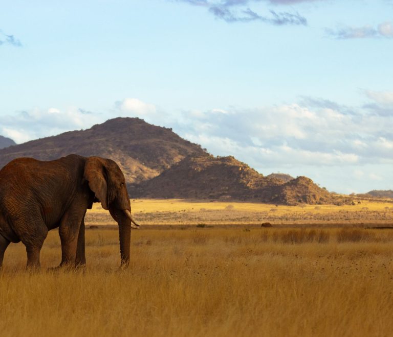 Can You Use a Credit Card at Kenya Safari Lodges? -- Photo by Vishva Patel on Pexels