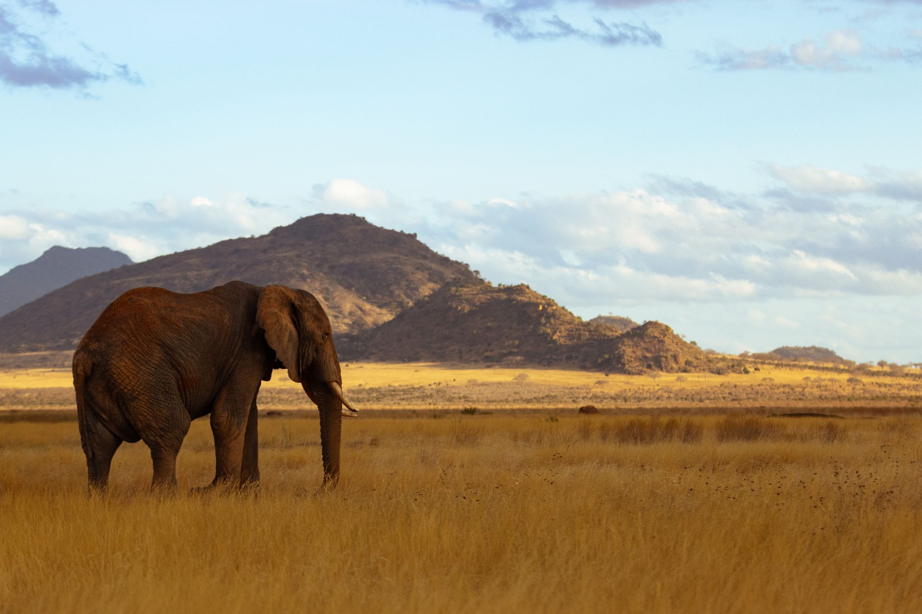 Can You Use a Credit Card at Kenya Safari Lodges? -- Photo by Vishva Patel on Pexels