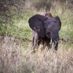 Amboseli Walking Safari Options: Where You Can Walk -- Photo by Miguel Cuenca on Pexels