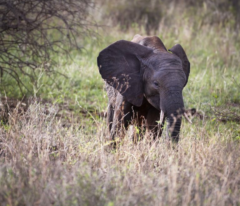 Amboseli Walking Safari Options: Where You Can Walk -- Photo by Miguel Cuenca on Pexels