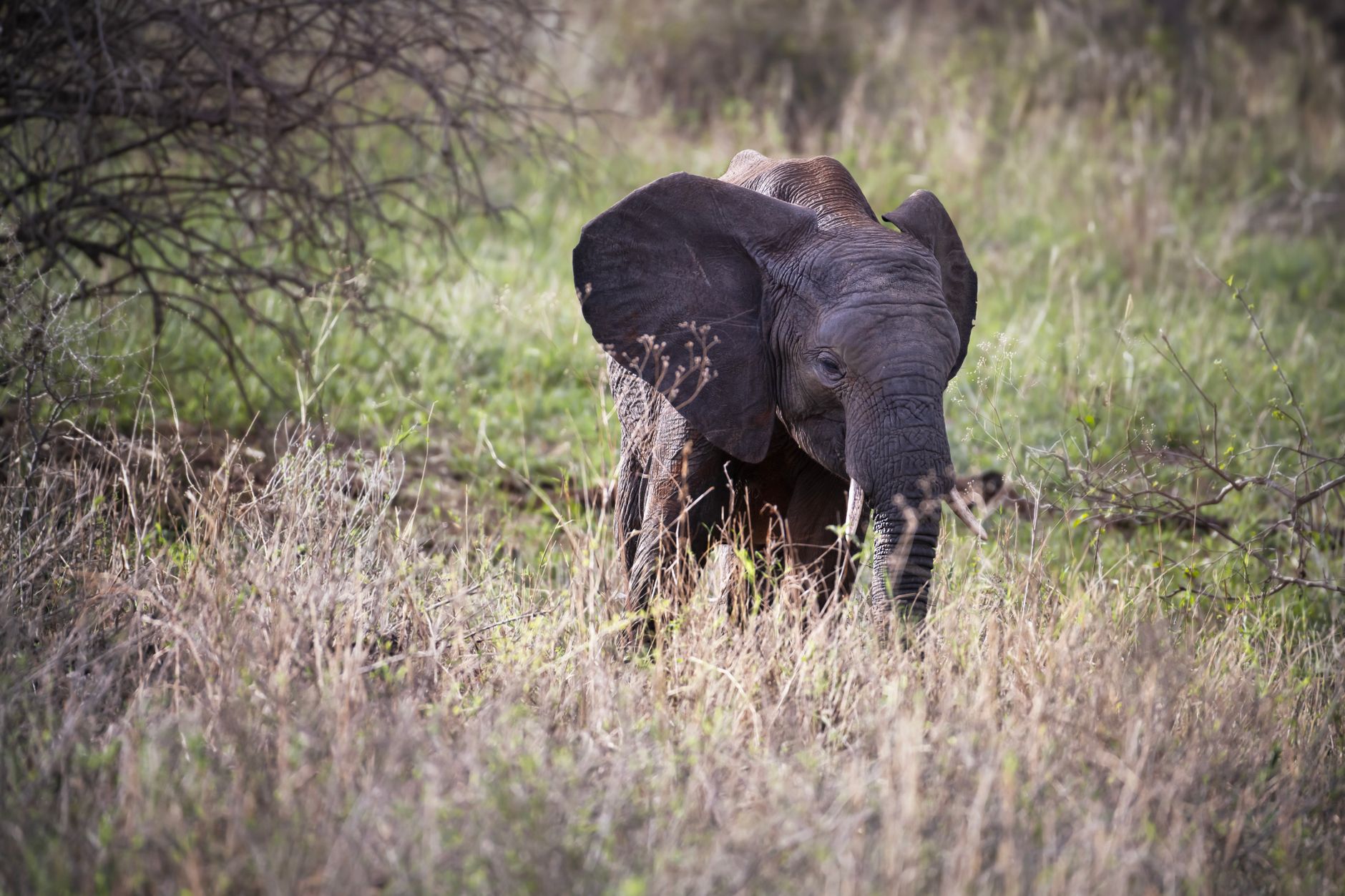 Amboseli Walking Safari Options: Where You Can Walk -- Photo by Miguel Cuenca on Pexels