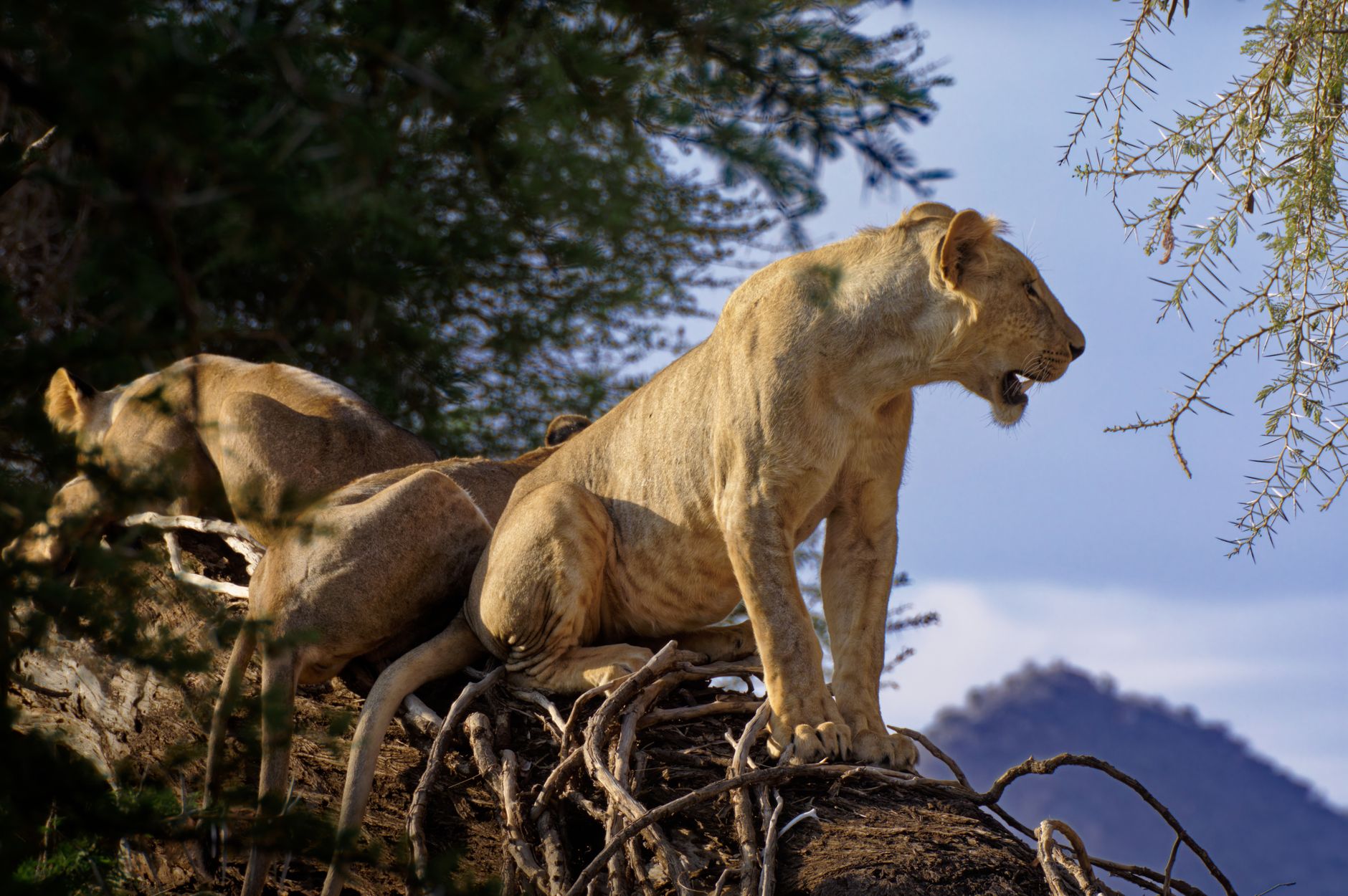 Samburu Safari Conservation Experiences: 5 Ways -- Photo by Gil DAIX on Pexels