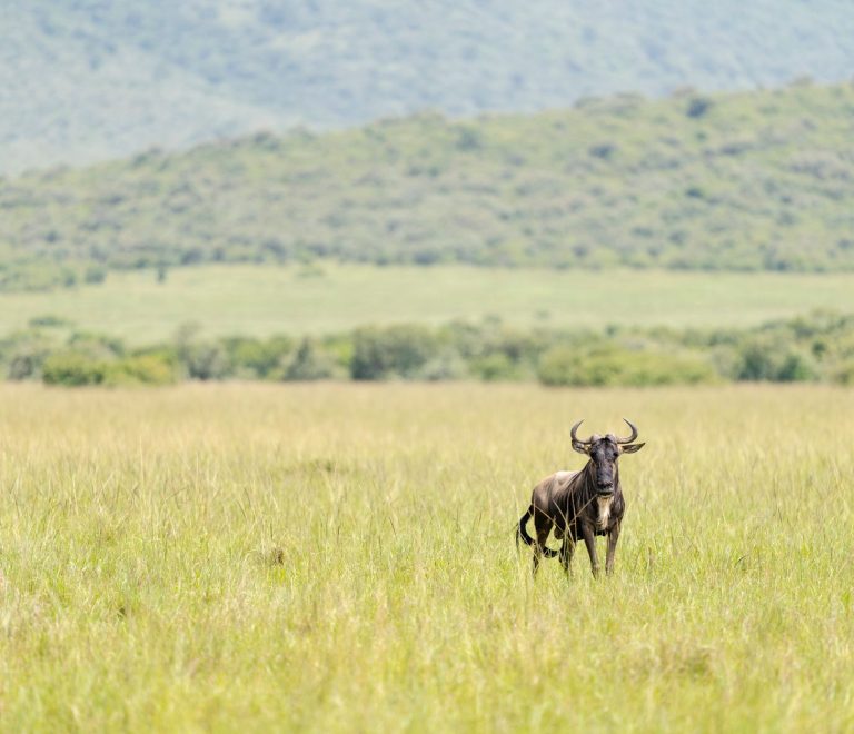 The Complete Guide to the Masai Mara: What to Know -- Photo by Hugo Sykes on Pexels