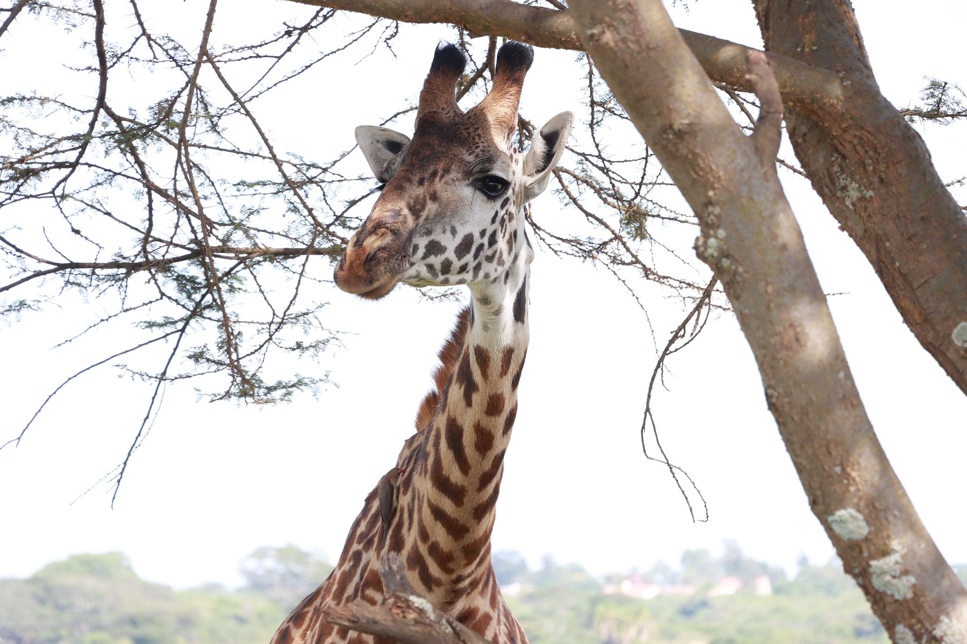 Kenya Safari Guide for Kannada Speakers: 2026 Plan -- Photo by Isiye Essy on Pexels