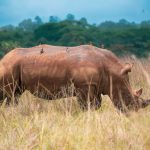 Kenya Safari Cashless Park Payment Guide -- Photo by Kyama Kilonzo on Pexels