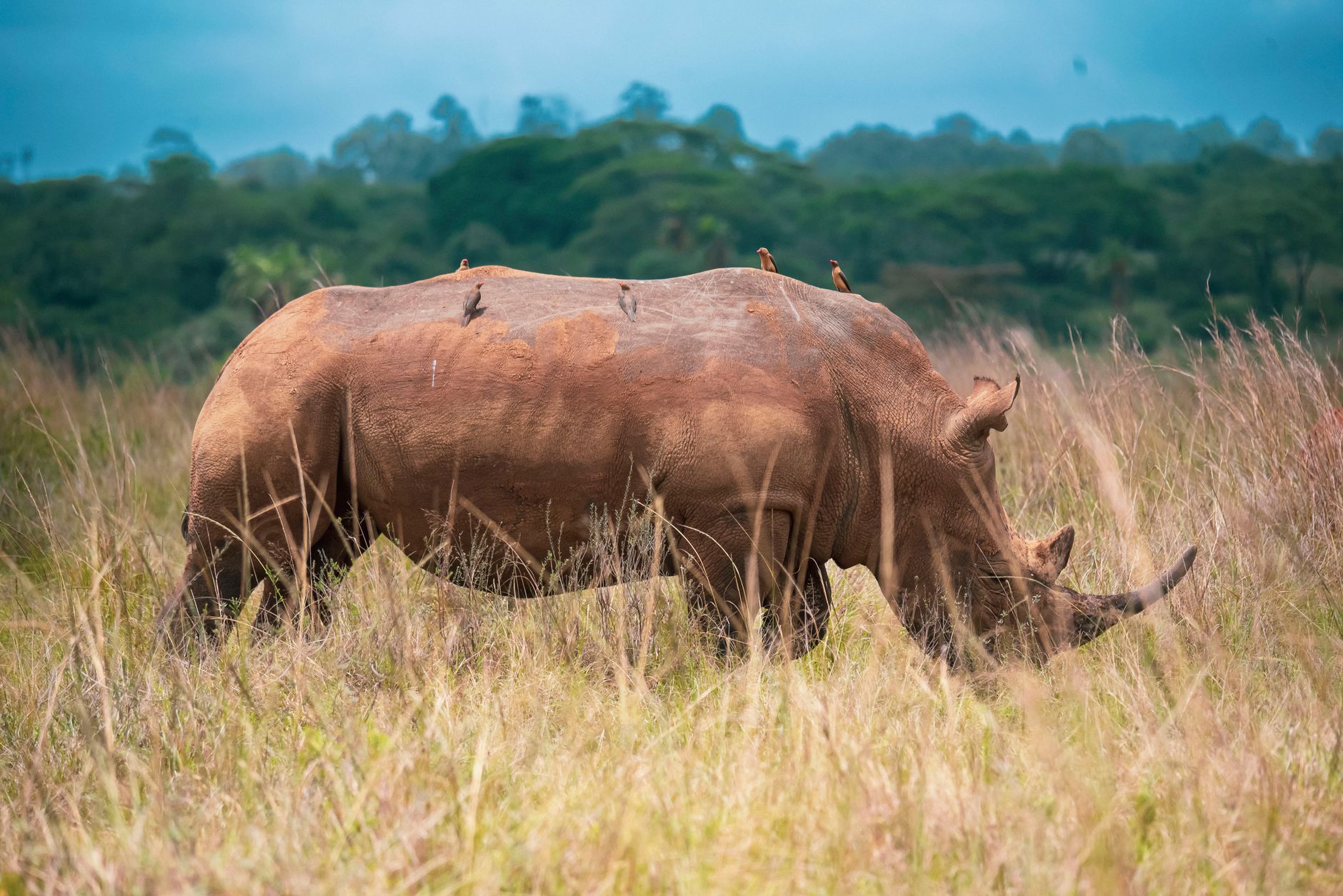 Kenya Safari Cashless Park Payment Guide -- Photo by Kyama Kilonzo on Pexels