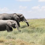 Kenya Safari Budget Per Person: 7-Day Costs -- Photo by Lucie Burlet on Pexels
