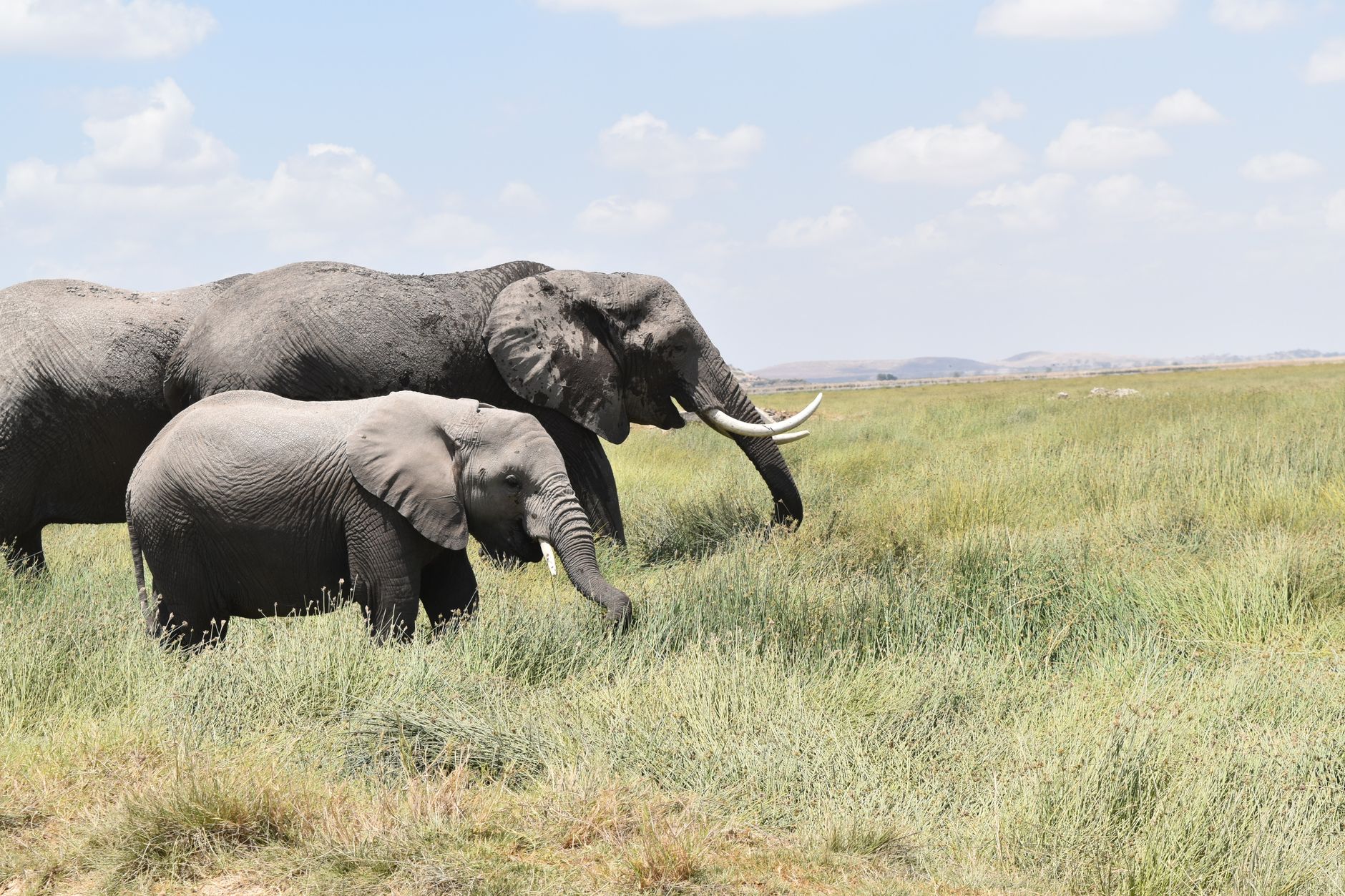 Kenya Safari Budget Per Person: 7-Day Costs -- Photo by Lucie Burlet on Pexels
