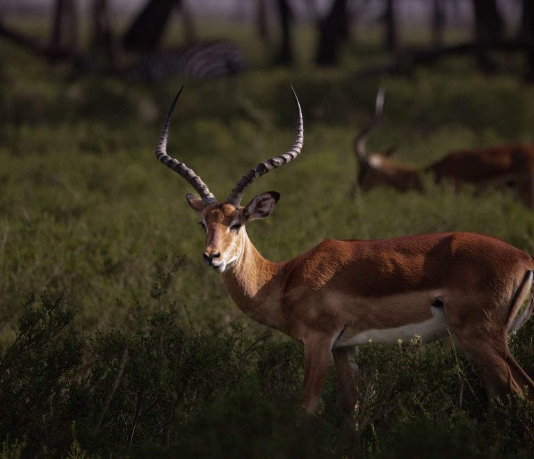Kenya Safari Cost Guide for Bengali Speakers -- Photo by Dipinder Rainu on Pexels