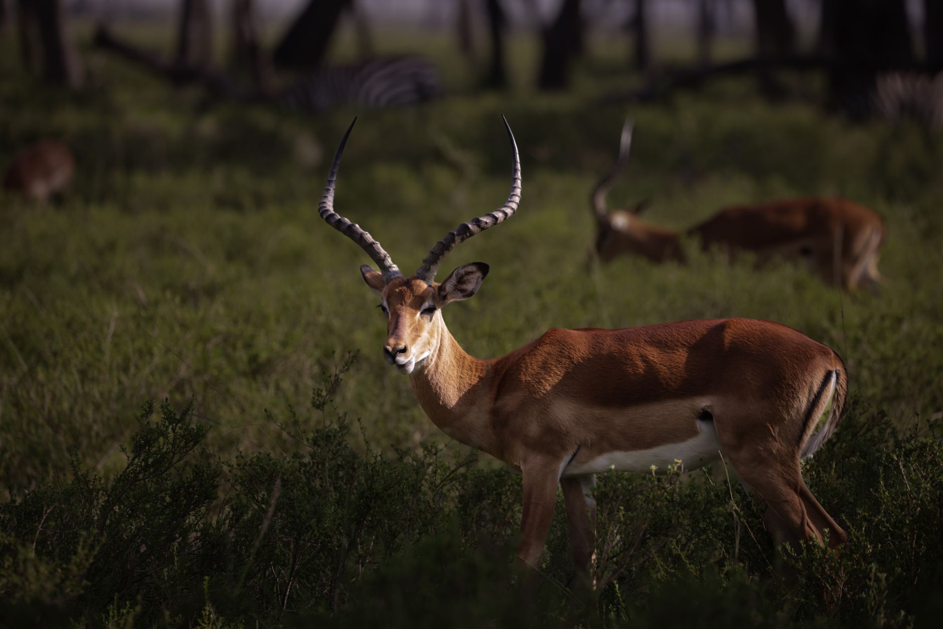 Kenya Safari Cost Guide for Bengali Speakers -- Photo by Dipinder Rainu on Pexels