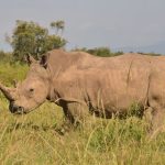 Big Five Safari Guide for Samoan Speakers: Kenya Tips -- Photo by John Mburu on Pexels