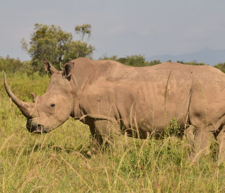 Big Five Safari Guide for Samoan Speakers: Kenya Tips -- Photo by John Mburu on Pexels