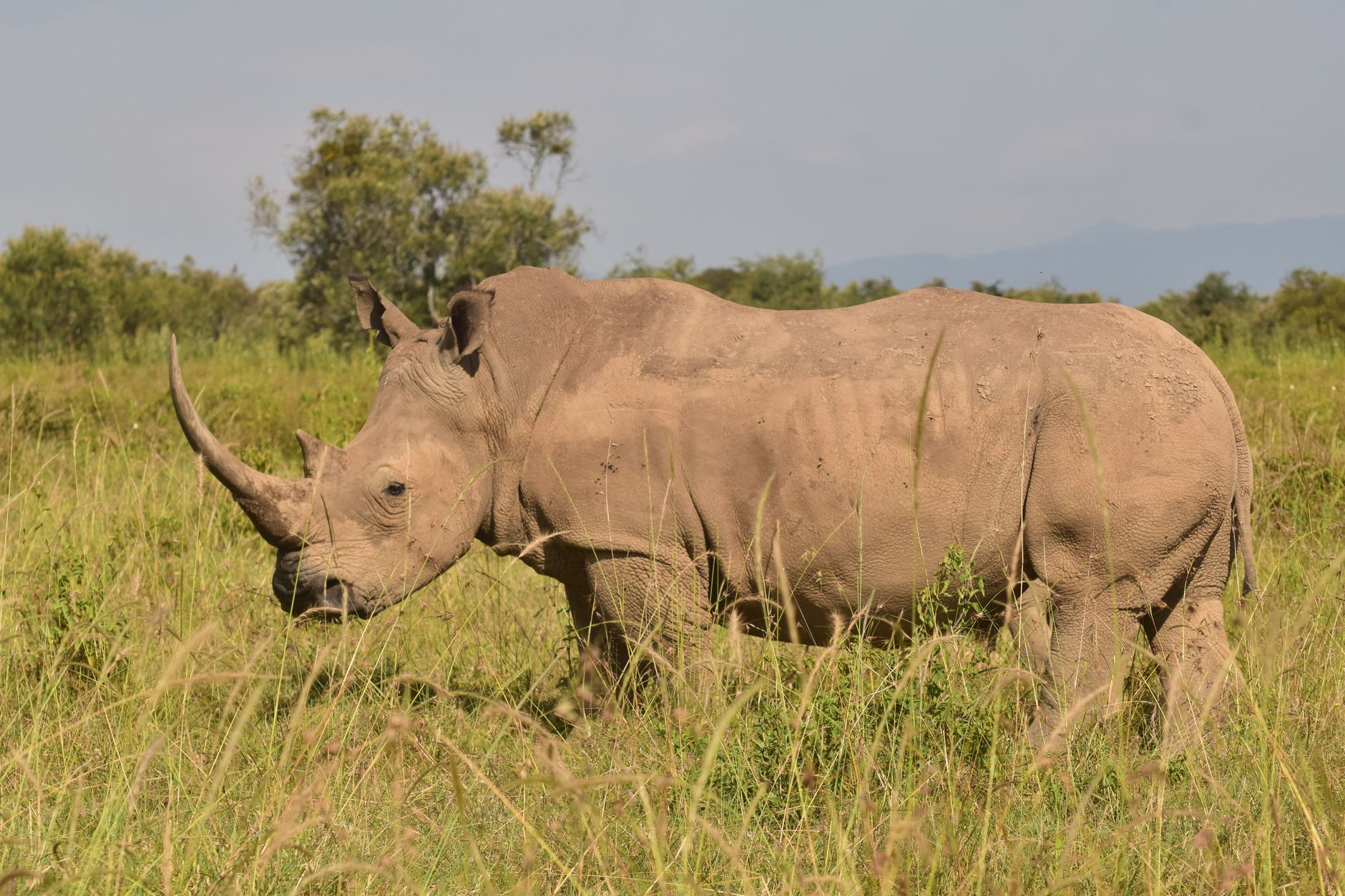 Big Five Safari Guide for Samoan Speakers: Kenya Tips -- Photo by John Mburu on Pexels