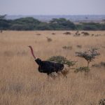Kenya Safari Private Conservancy Versus National Reserve? -- Photo by Twilight Kenya on Pexels