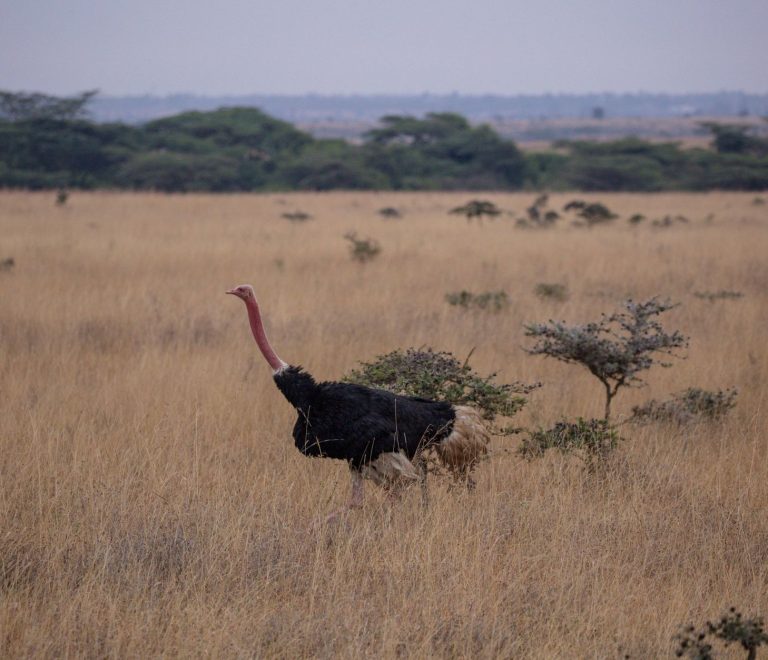 Kenya Safari Private Conservancy Versus National Reserve? -- Photo by Twilight Kenya on Pexels