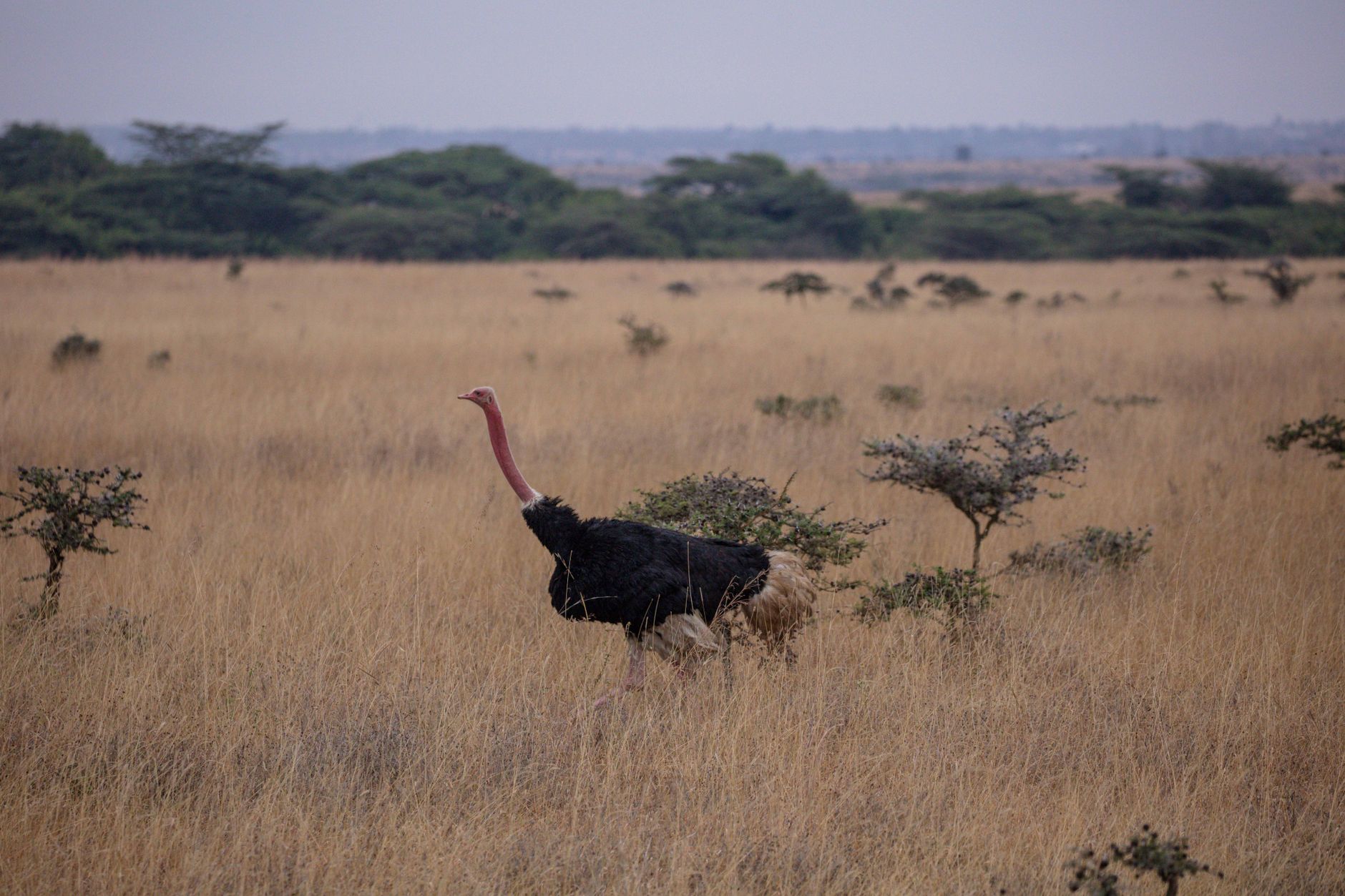 Kenya Safari Private Conservancy Versus National Reserve? -- Photo by Twilight Kenya on Pexels
