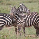 Best Time to Visit Kenya for Bengali Speakers: A Full Guide -- Photo by Eddy Odingo Odira on Pexels