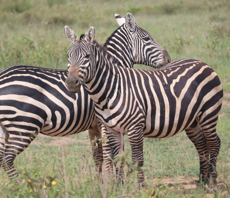 Best Time to Visit Kenya for Bengali Speakers: A Full Guide -- Photo by Eddy Odingo Odira on Pexels
