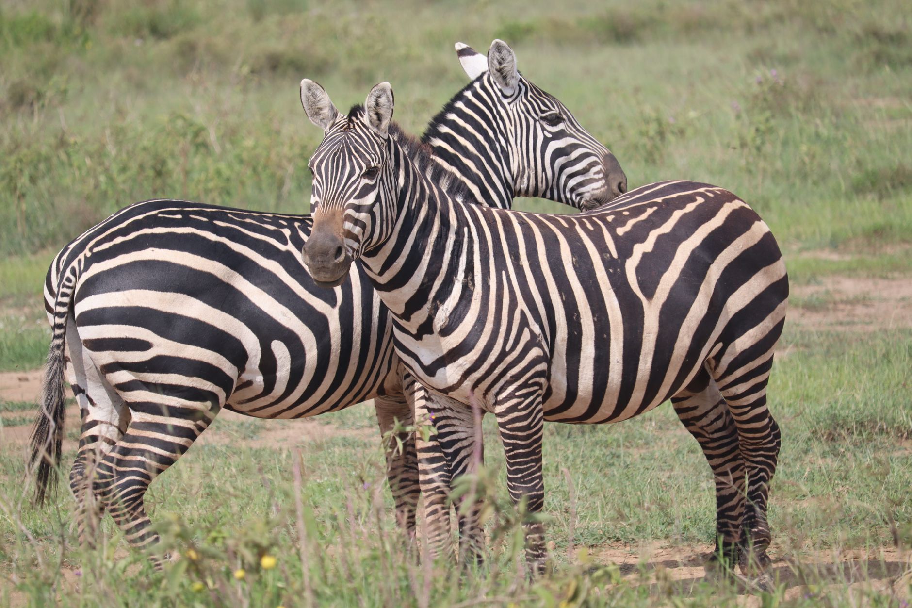Best Time to Visit Kenya for Bengali Speakers: A Full Guide -- Photo by Eddy Odingo Odira on Pexels