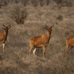 Ol Pejeta Versus Samburu Safari: Which Is Best? -- Photo by Vishva Patel on Pexels