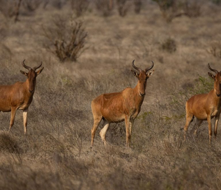 Ol Pejeta Versus Samburu Safari: Which Is Best? -- Photo by Vishva Patel on Pexels