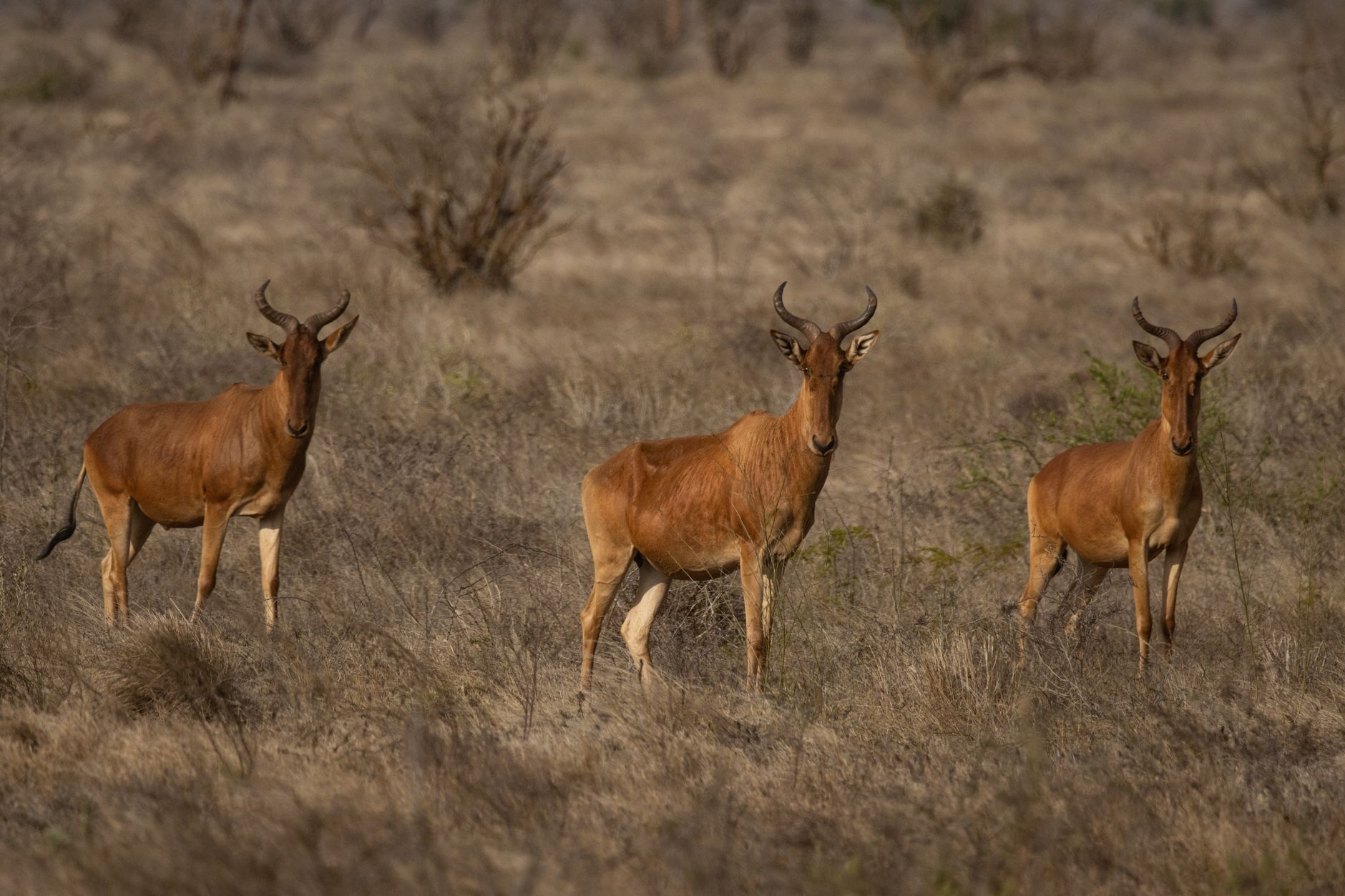 Ol Pejeta Versus Samburu Safari: Which Is Best? -- Photo by Vishva Patel on Pexels