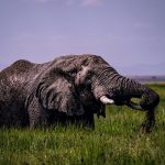 Kenya Safari Rainy Season Photography: Pro Tips -- Photo by Vince Pictures on Pexels