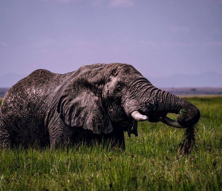 Kenya Safari Rainy Season Photography: Pro Tips -- Photo by Vince Pictures on Pexels