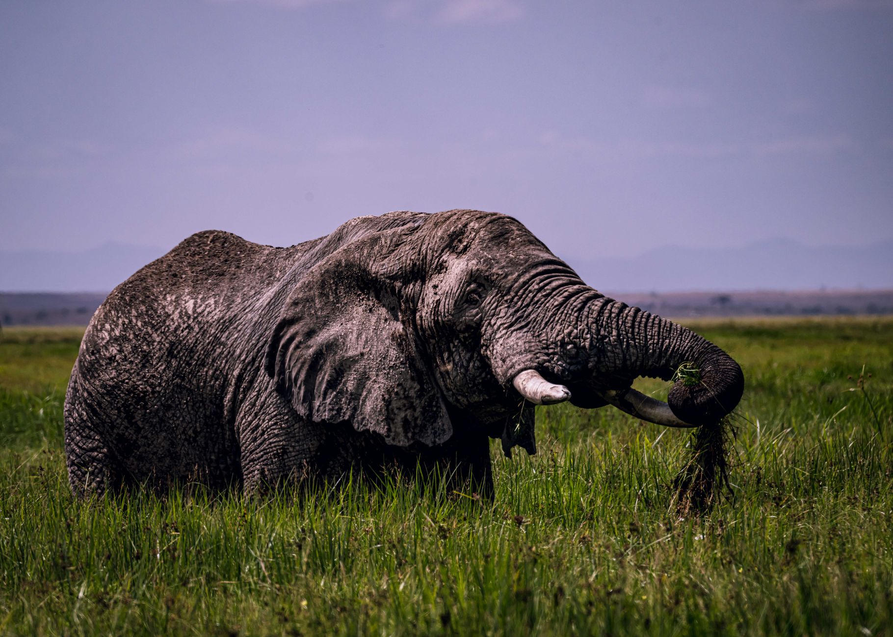 Kenya Safari Rainy Season Photography: Pro Tips -- Photo by Vince Pictures on Pexels