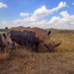 What If Rain Cancels a Game Drive? Your Options -- Photo by Ethan Ngure on Pexels