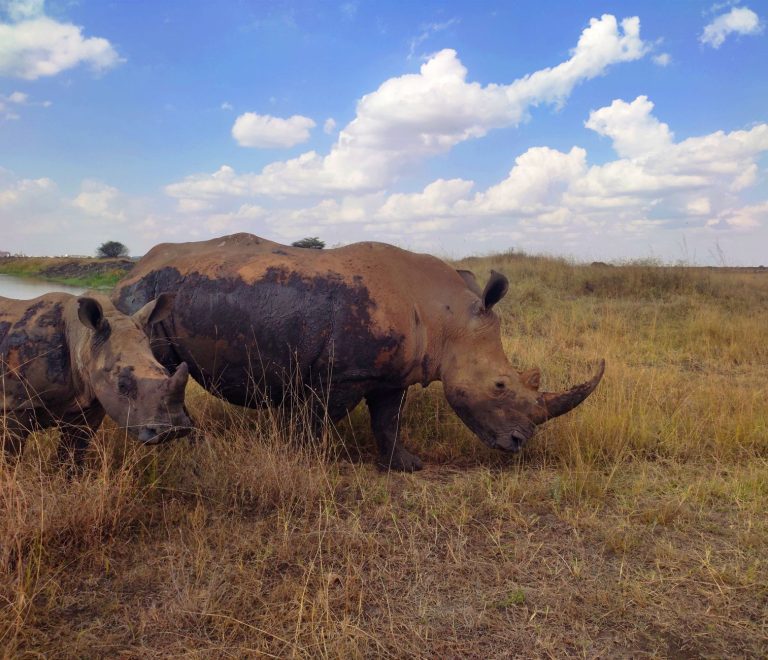 What If Rain Cancels a Game Drive? Your Options -- Photo by Ethan Ngure on Pexels