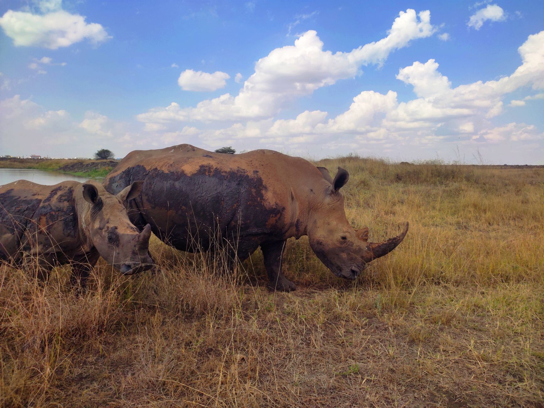 What If Rain Cancels a Game Drive? Your Options -- Photo by Ethan Ngure on Pexels
