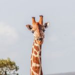 Can I See the Big Five in Tsavo? Best Viewing Tips -- Photo by ATHUMAN KOMORA GARISSE on Pexels