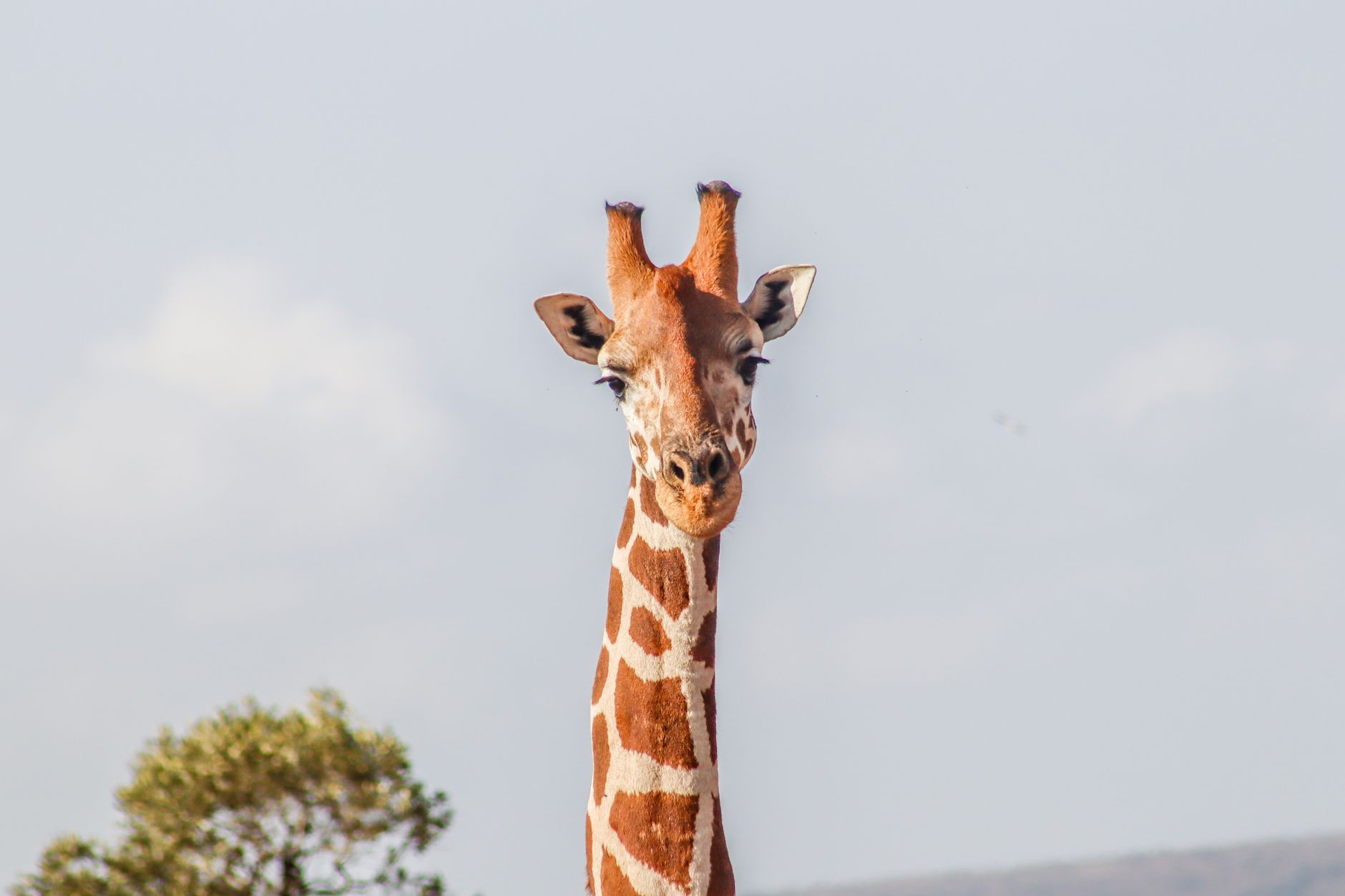 Can I See the Big Five in Tsavo? Best Viewing Tips -- Photo by ATHUMAN KOMORA GARISSE on Pexels